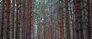 Dense forest illuminated by filtered sunlight creating natural light patterns on the forest floor.
